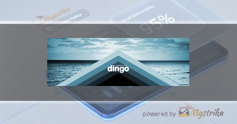 Dingo Marketing Team